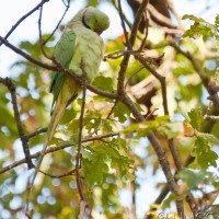 Rose-ringed Parakeet