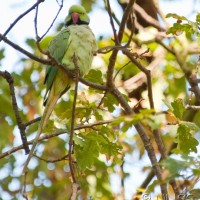 Rose-ringed Parakeet