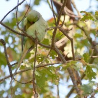 Rose-ringed Parakeet