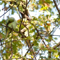 Rose-ringed Parakeet