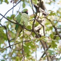 Rose-ringed Parakeet