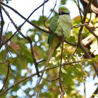 Rose-ringed Parakeet