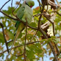 Rose-ringed Parakeet