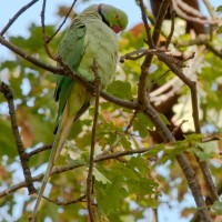 Rose-ringed Parakeet