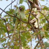Rose-ringed Parakeet