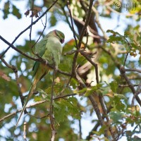 Rose-ringed Parakeet
