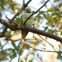 Rose-ringed Parakeet