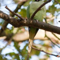 Rose-ringed Parakeet