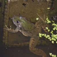 Marsh Frog