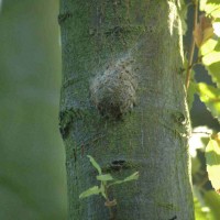 Oak Processionary Moth