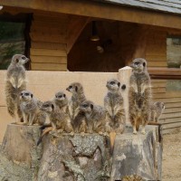 Meerkat