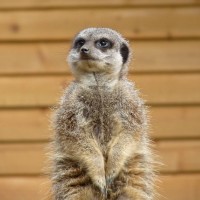 Meerkat