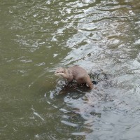 Short-clawed otter