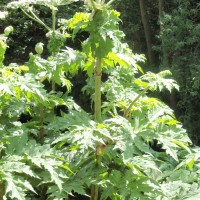 Giant Hogweed