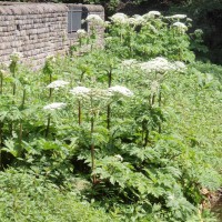 Giant Hogweed