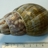 Giant African Snail