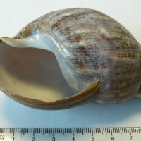 Giant African Snail