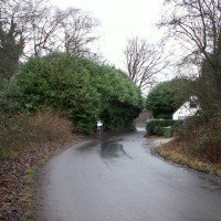Cherry Laurel