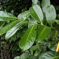 Cherry Laurel