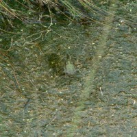 Marsh Frog