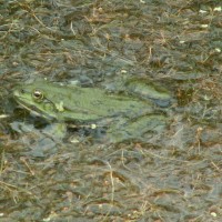 Marsh Frog