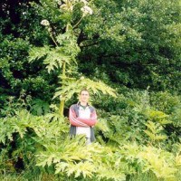 Giant Hogweed