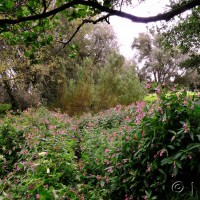 Himalayan balsam
