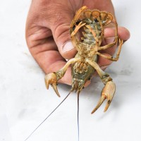 Turkish Crayfish