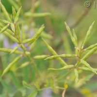 Goat's Rue