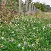 Goat's Rue