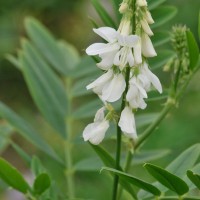Goat's Rue