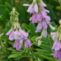 Goat's Rue