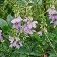 Goat's Rue