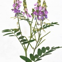 Goat's Rue