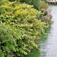 Japanese Knotweed