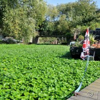 Floating pennywort