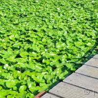 Floating pennywort