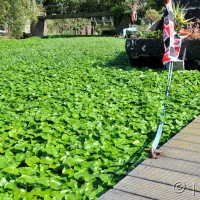 Floating pennywort