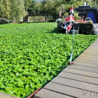 Floating pennywort