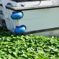 Floating pennywort
