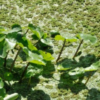 Floating pennywort