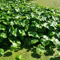Floating pennywort