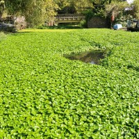 Floating pennywort