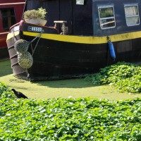 Floating pennywort