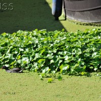 Floating pennywort