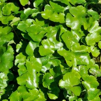 Floating pennywort