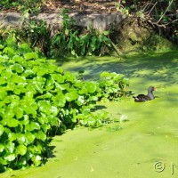 Floating pennywort