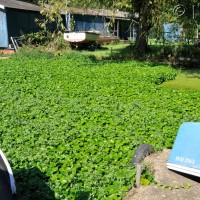 Floating pennywort