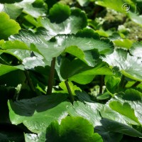 Floating pennywort