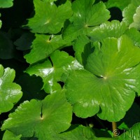 Floating pennywort